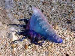 man o war by Robert Verkoeyen 